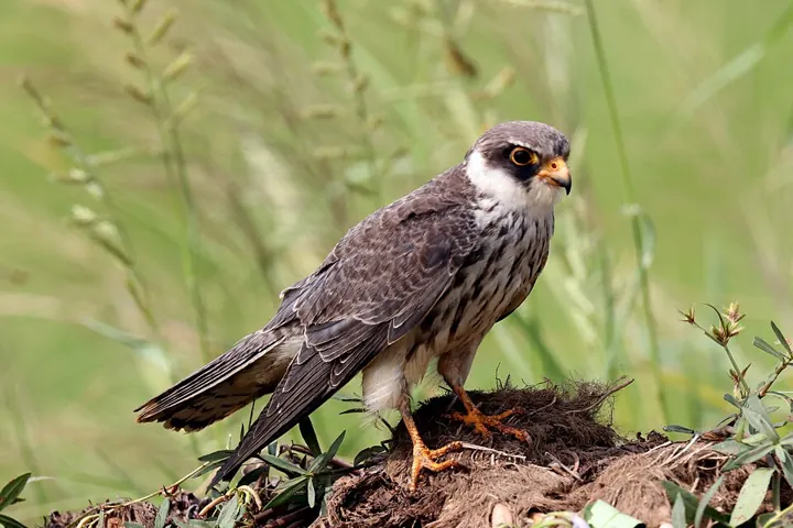 An Amur falcon, a long-distance migrant that stops over in north-east India