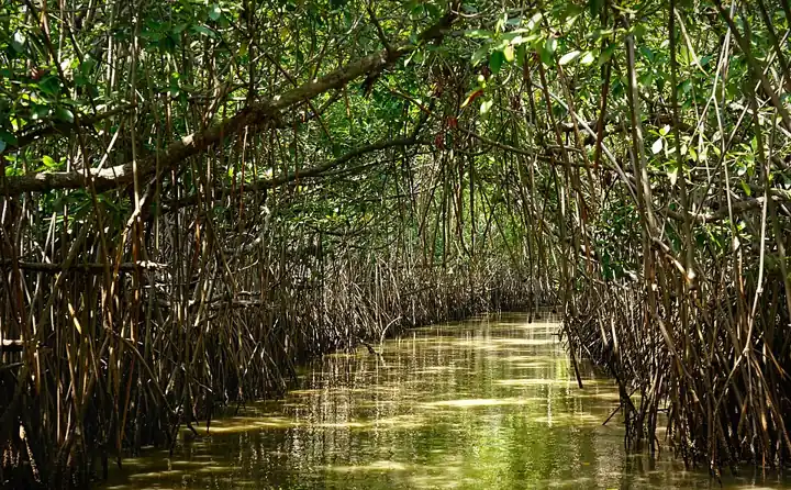 Mangroves at Pichavaram, Tamil Nadu. Their roots hold the shore against storm surges