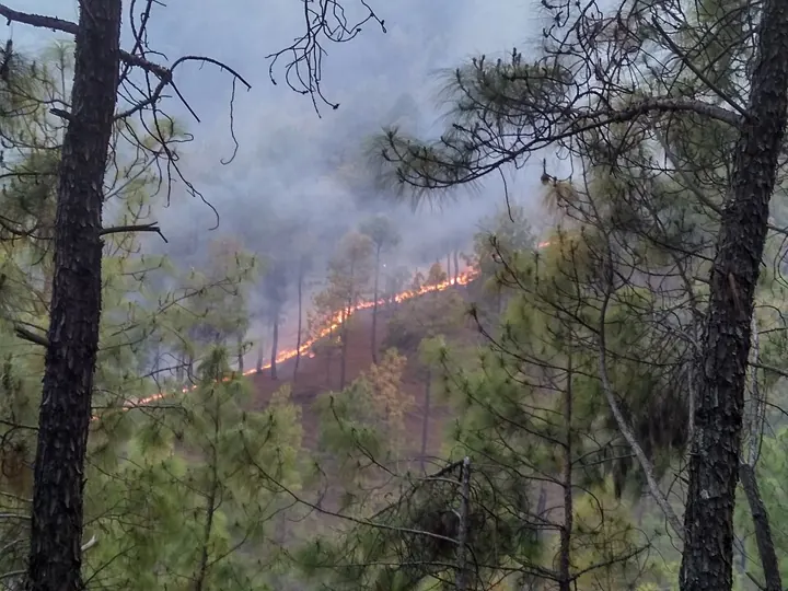 Fire-prone forest classes. Measured