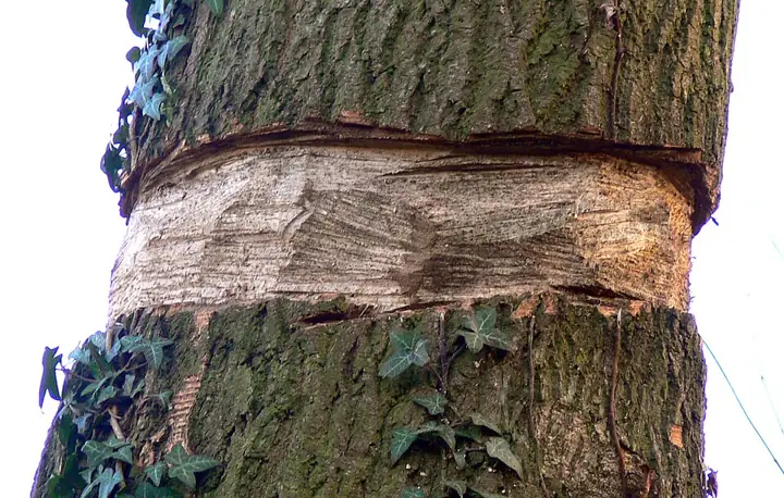 A girdled (ring-barked) tree trunk: the bark ring has been removed all round