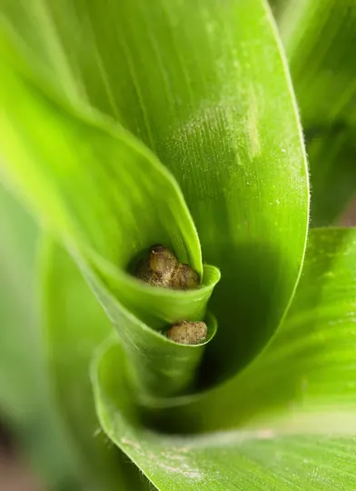 Granules carrying a non-toxin-producing Aspergillus flavus strain in a maize whorl, a USDA field trial against aflatoxin-producing moulds