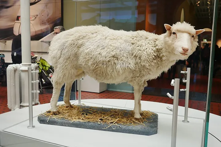 Dolly the sheep, cloned from an adult cell, on display at the National Museum of Scotland