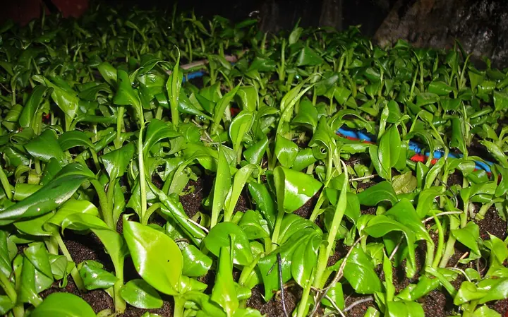 Plant tissue culture and micropropagation