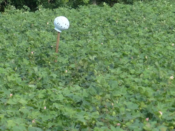 A cotton crop at Nagarjuna Sagar, described by the photographer as Bt cotton