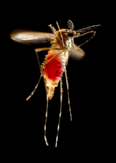 Aedes aegypti, the mosquito that spreads dengue and Zika